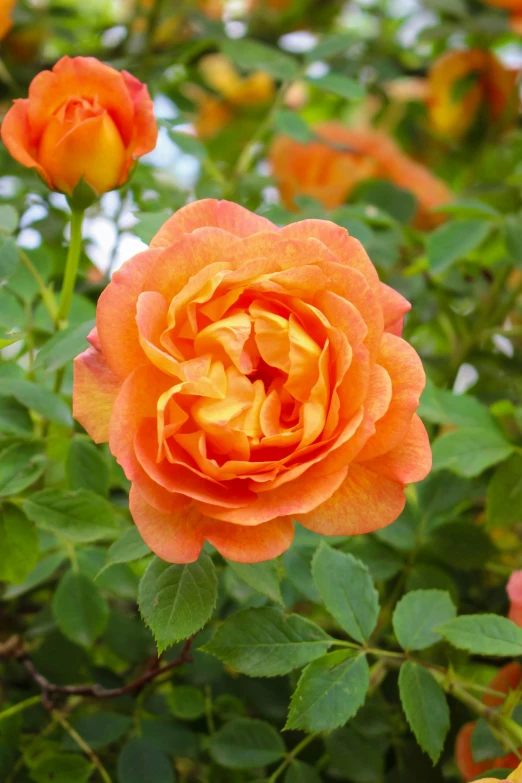 several orange flowers blooming in a garden