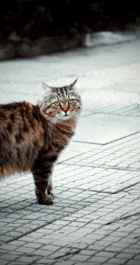 a cat standing on the ground looking off into the distance