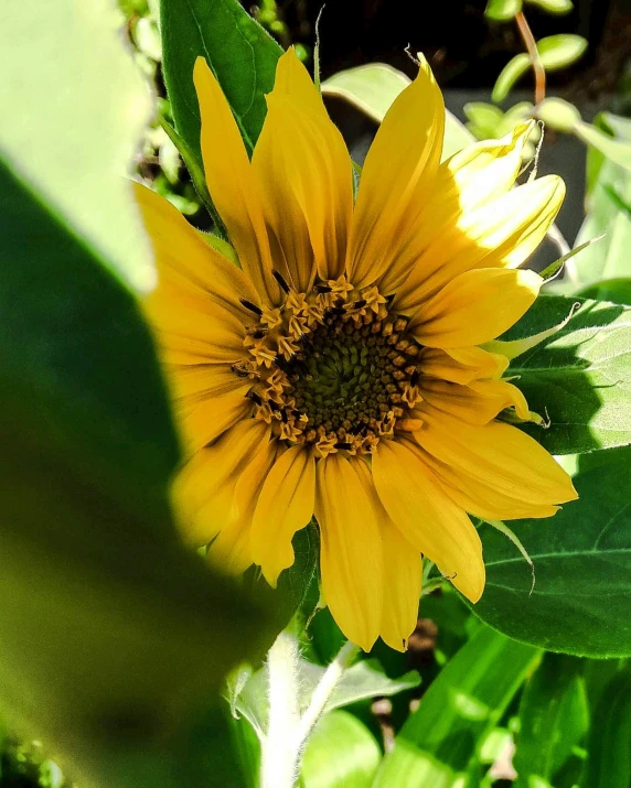 a big yellow sunflower is blooming in a sunny field