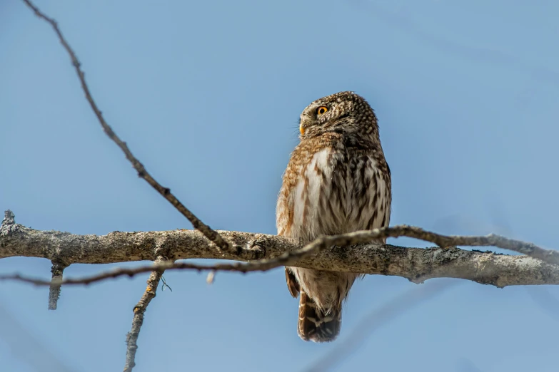 an owl is sitting on a nch looking at the camera