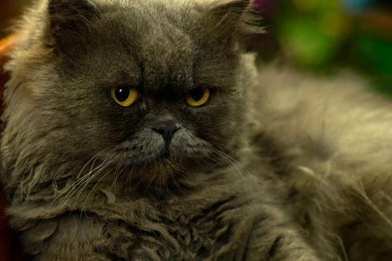 a grey cat with long hair sitting in a basket