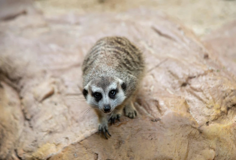 a small animal that is standing on a rock