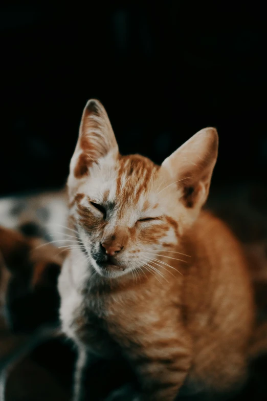 a small cat with its eyes closed sitting