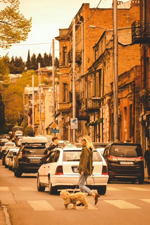 a woman is walking her dogs through traffic on the side of the street