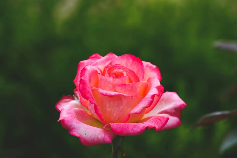 a pink rose flower with red tips on a blurry background