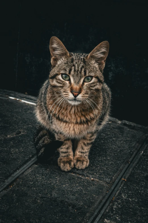 a striped cat with green eyes and a dark background