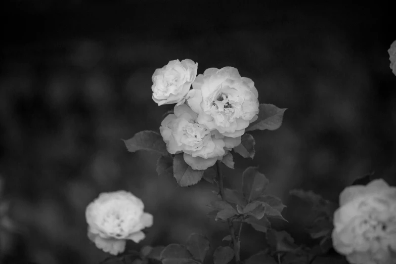 three white flowers that are in the dark