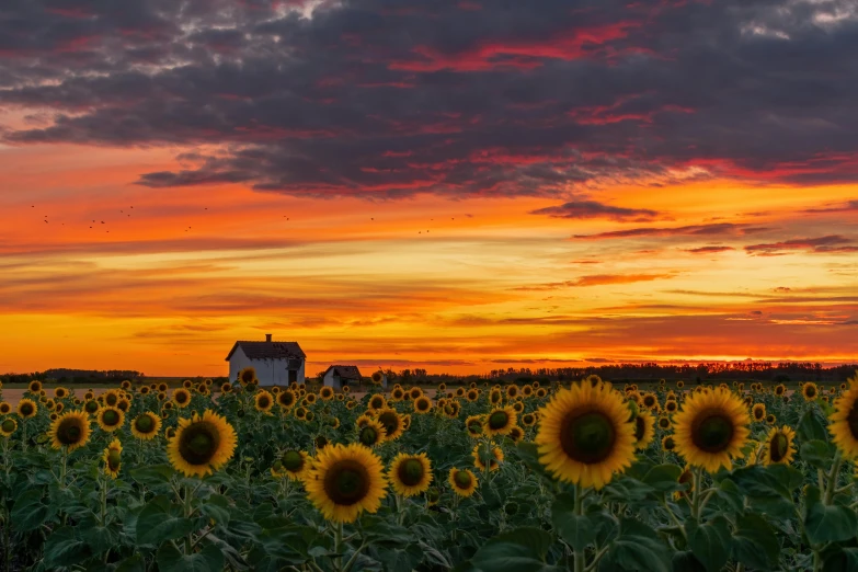 sunflowers bloom as the sun sets over the farm