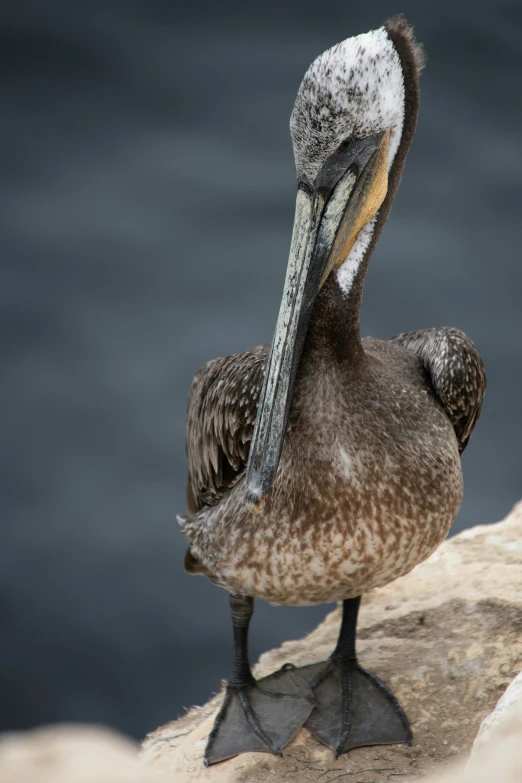 a large brown bird with a long bill stands on a cliff