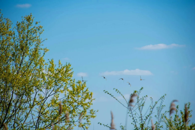 a group of birds flying over a forest