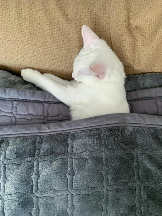 a white cat laying down on a bed