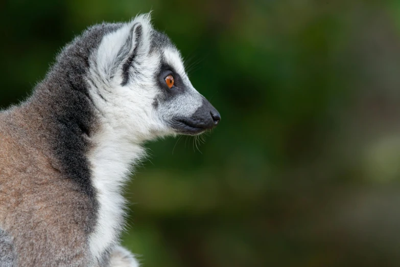 a close up s of a ring tailed lekkah