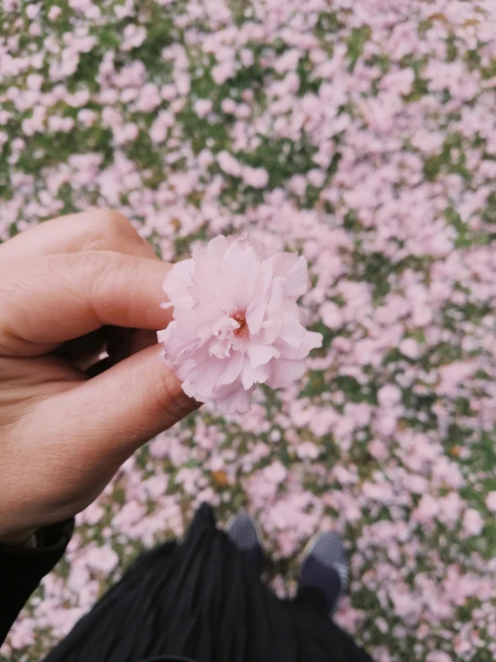 someone is holding a flower in their hands