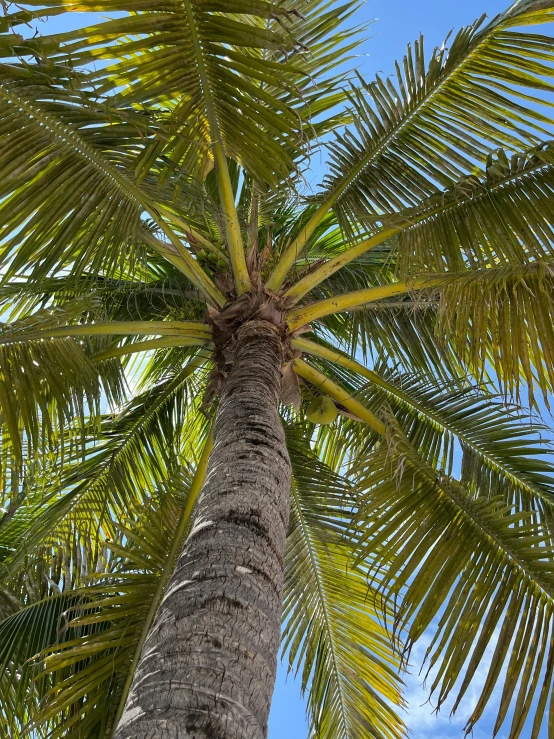 a palm tree up in the blue sky