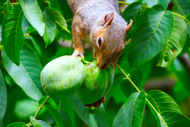 the squirrel has no nose to eat soing on the tree