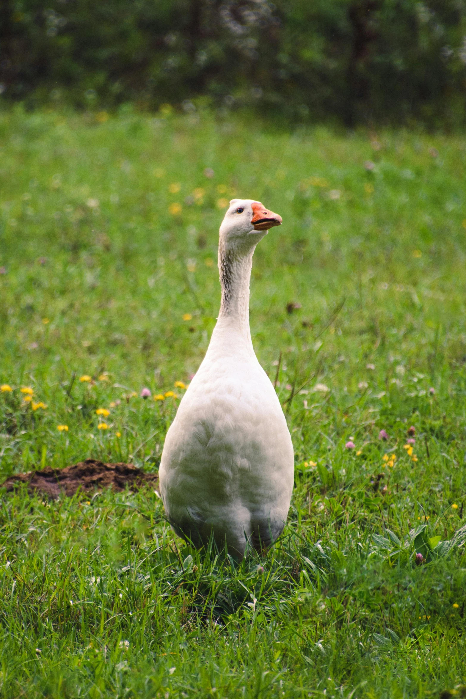 a white duck with a long neck walking in a field