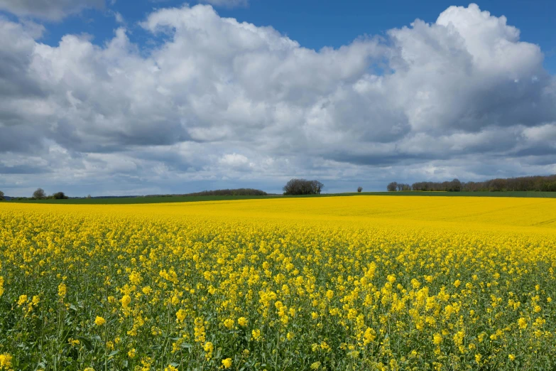 an image of the sun shining down on the mustard field