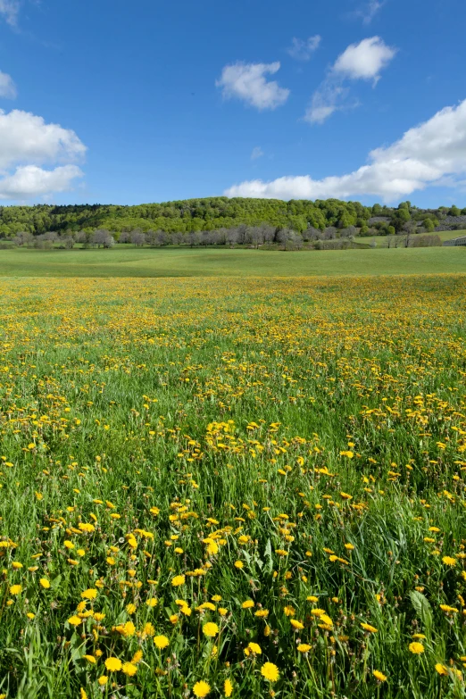 the wild flower field is ready for the people to take pos