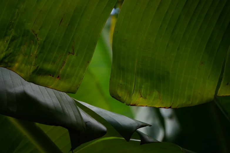 banana leaves are shown in green and dark