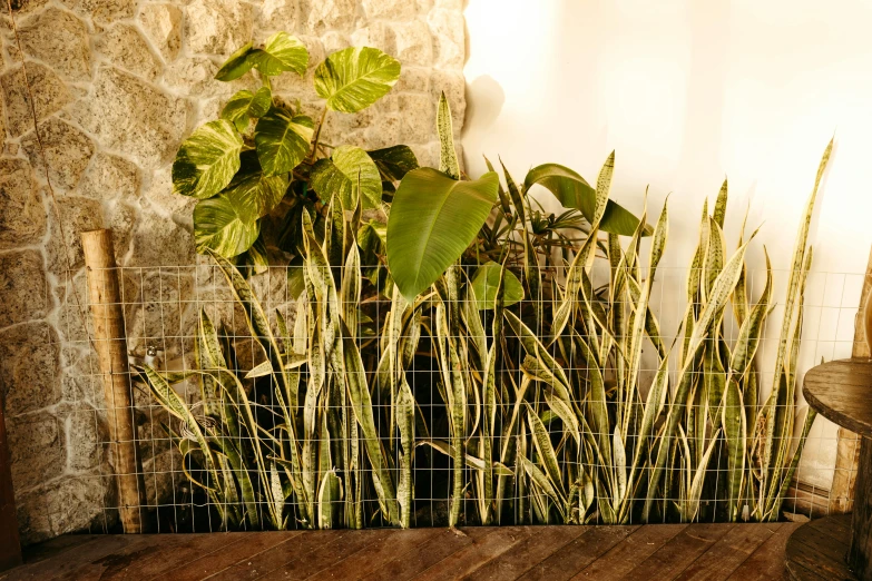 a bush of green plants is near some brick walls