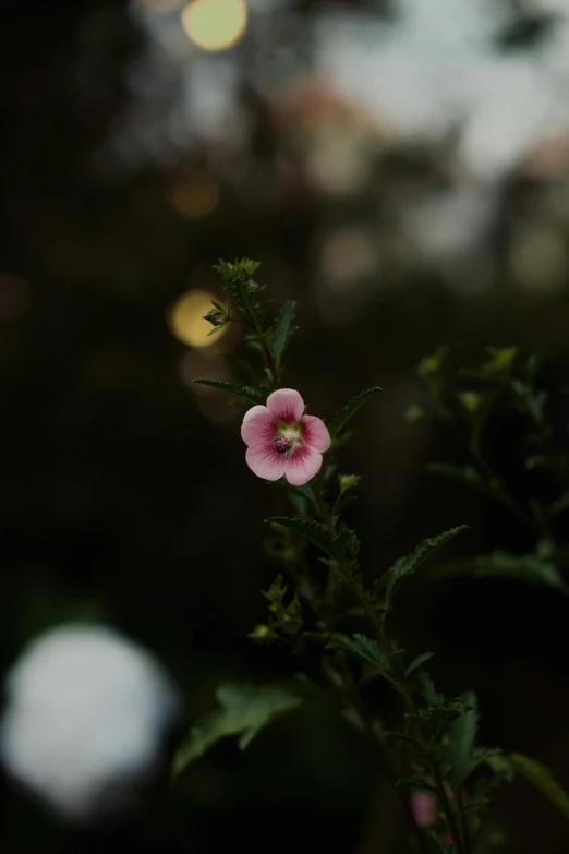 pink flowers on some thin green stems