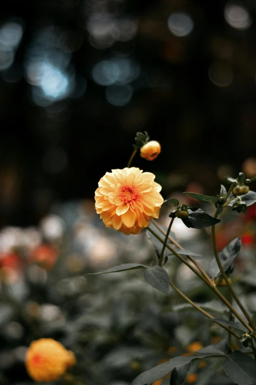 a yellow flower on a thin nch with other flowers nearby