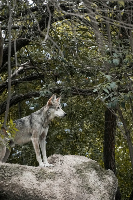 the lone wolf stands on top of a rock