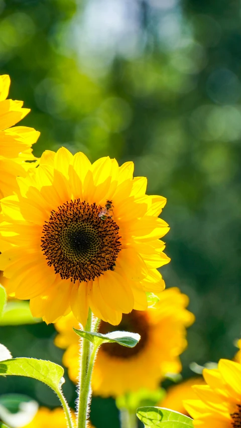 sunflowers with lots of yellow flowers in a field