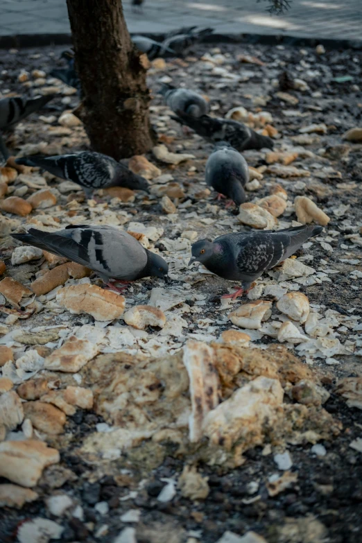 several pigeons walking around near some rocks and a tree