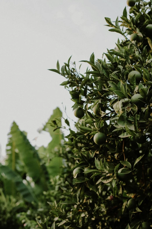 a fruit tree is in an open field