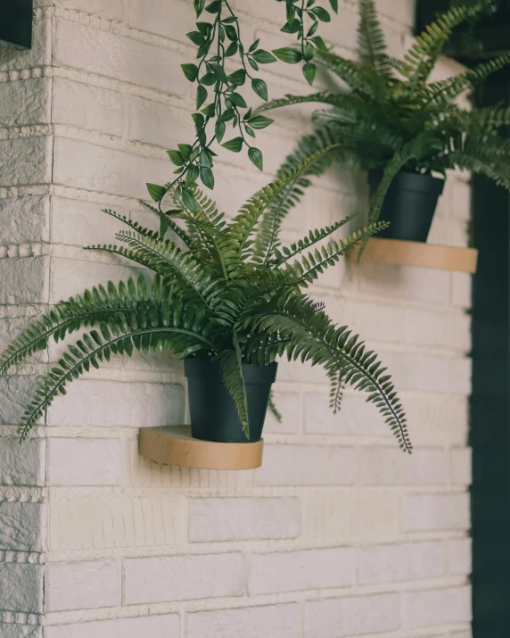 some plants are hanging in two planters on a wall