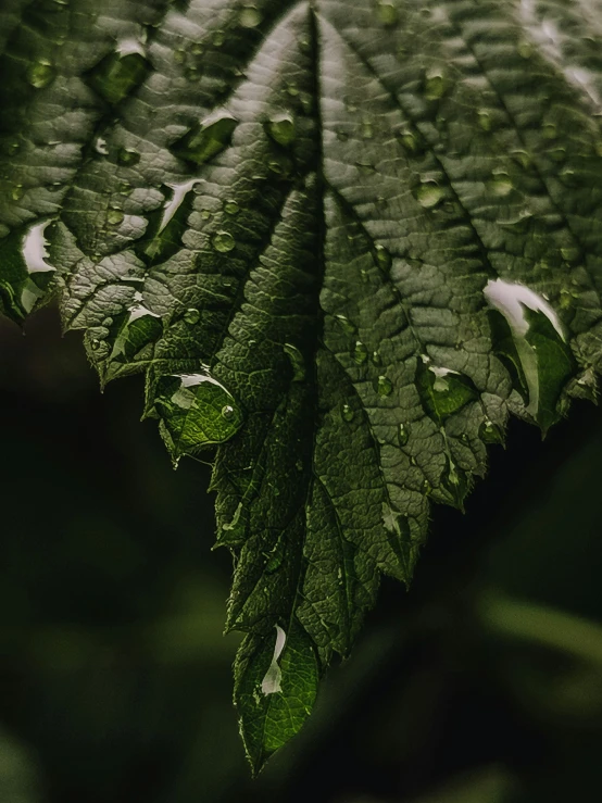 a green leaf with drops of water on it