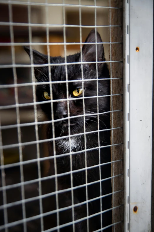 a black cat is looking through the bars of a cage
