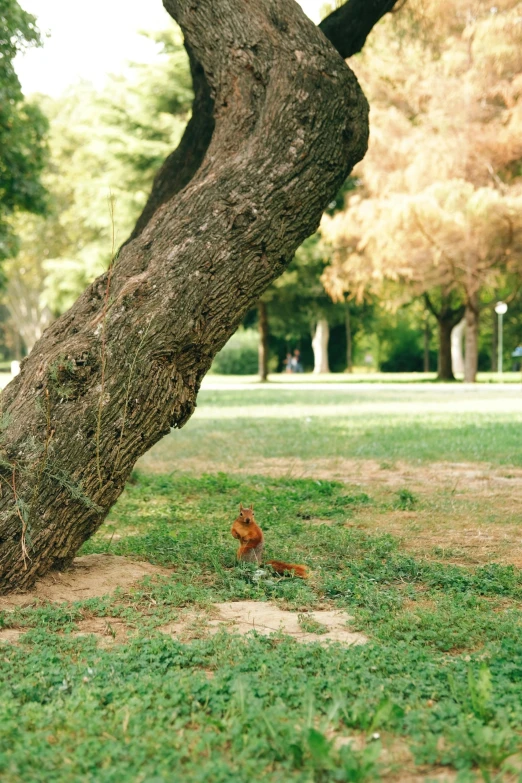 bird in the grass next to tree in park