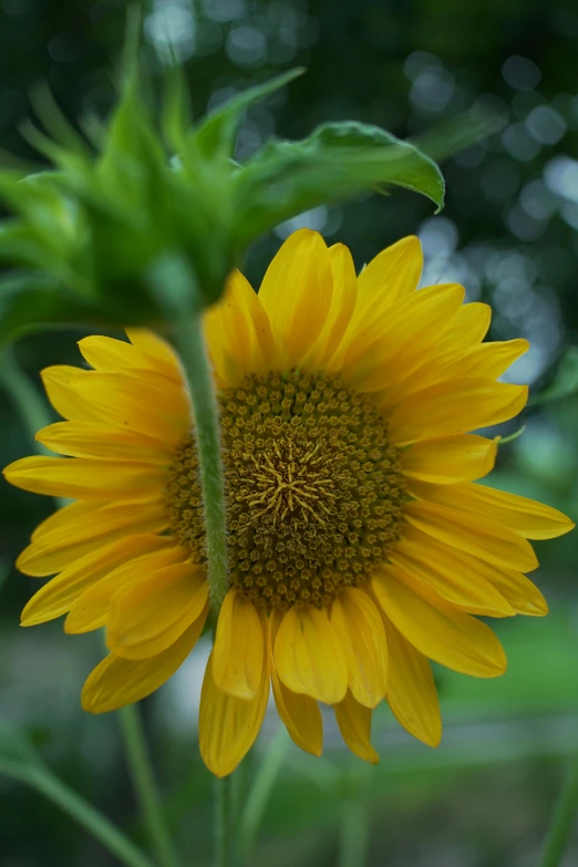 large yellow sunflower with green leaves and a blurry background