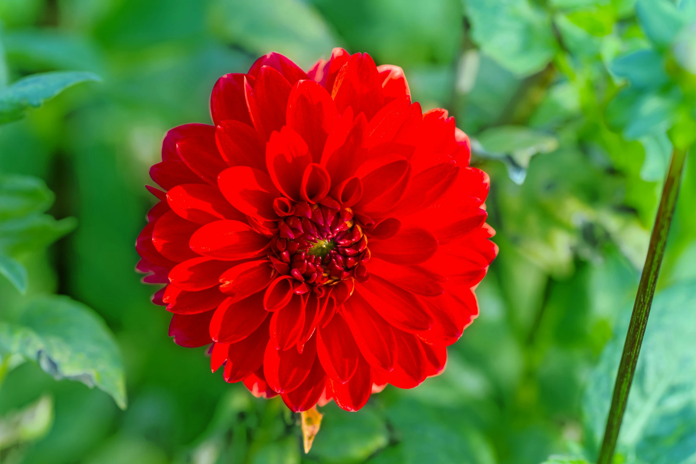 a large red flower sitting in the middle of lush green leaves