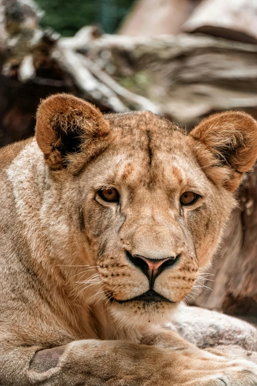 a close up of a lions face sitting next to a fallen tree