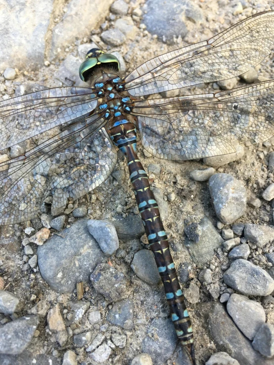 a dragonfly is sitting on top of the rocks