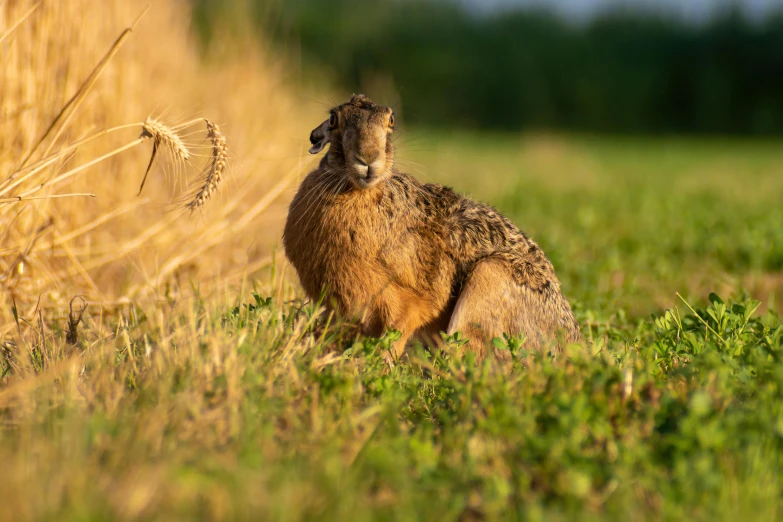 a rabbit sits in a field on the grass