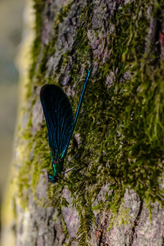 a blue insect on mossy tree bark