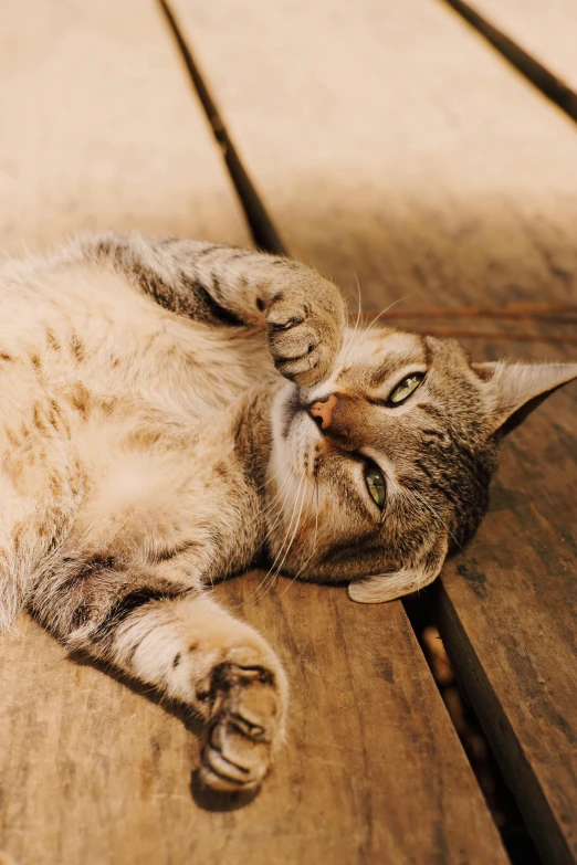 a cat lays on its side on a wooden floor