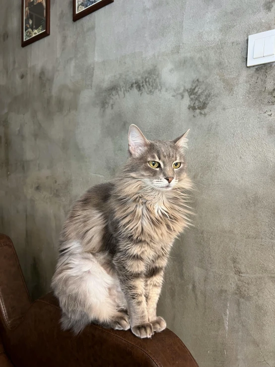 a cat is sitting on top of a leather chair