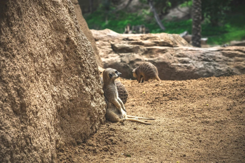 a small bird sitting next to a large rock