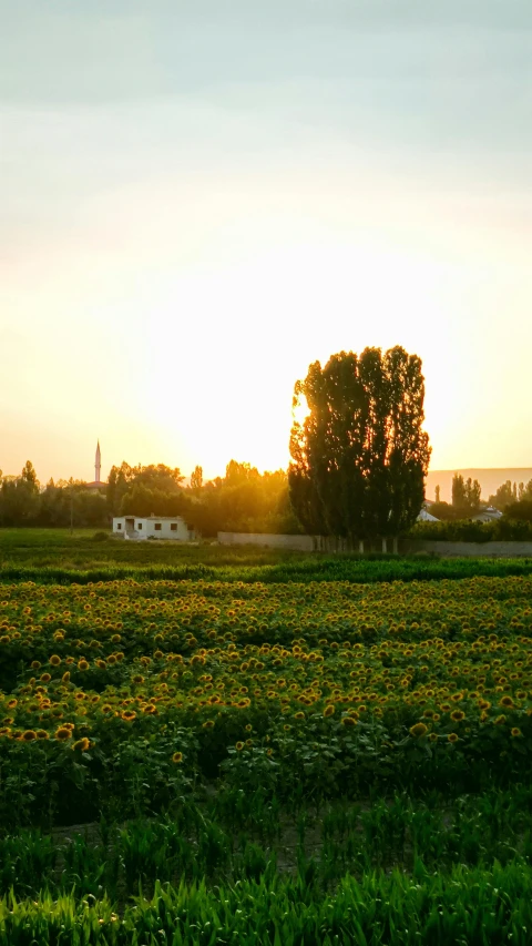 a large field of sunflowers is lit by the setting sun