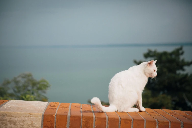 a white cat sitting on top of a brick wall near trees