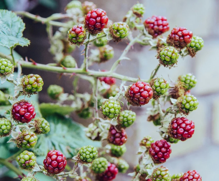 green and red berries hanging from a nch