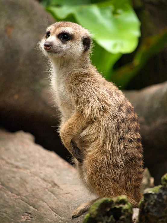 a baby meerkat on its hind legs sitting on top of a rock