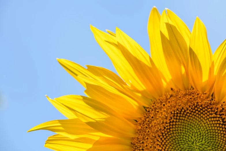 the view of the back side of a sunflower