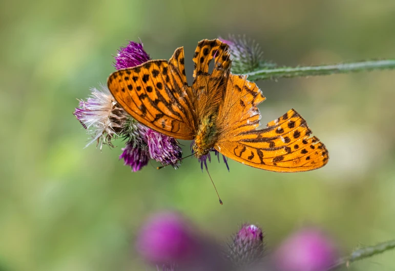 a couple of erflies that are on a plant