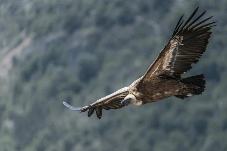 a bird flying over a lush green hillside